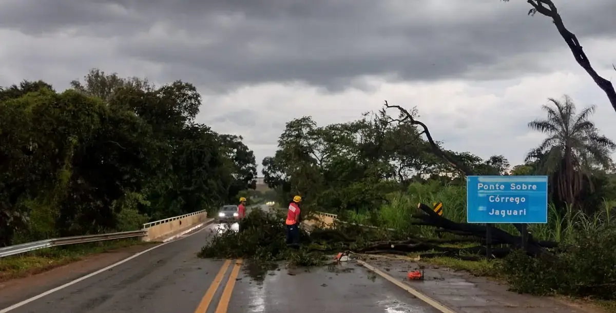 Chuva derruba árvore e interdita rodovia