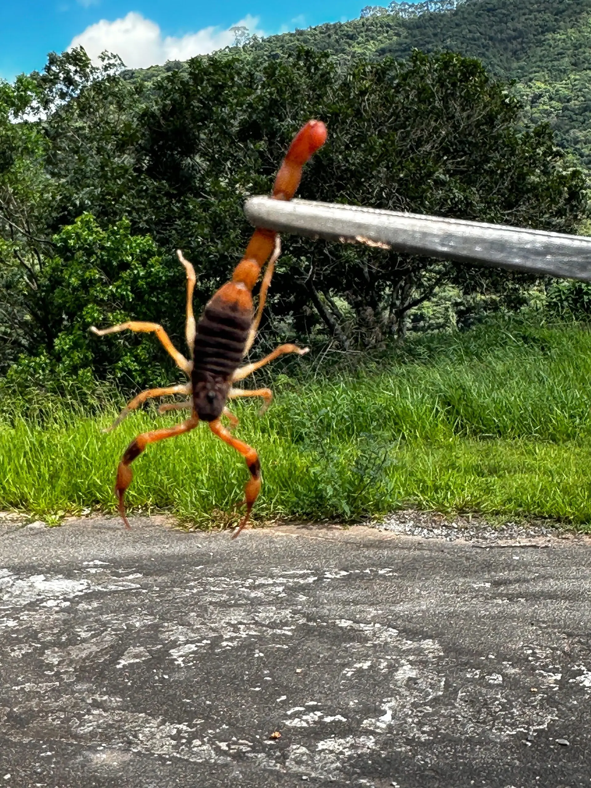 Agentes da Vigilância Ambiental capturam grande quantidade de escorpiões em Poços