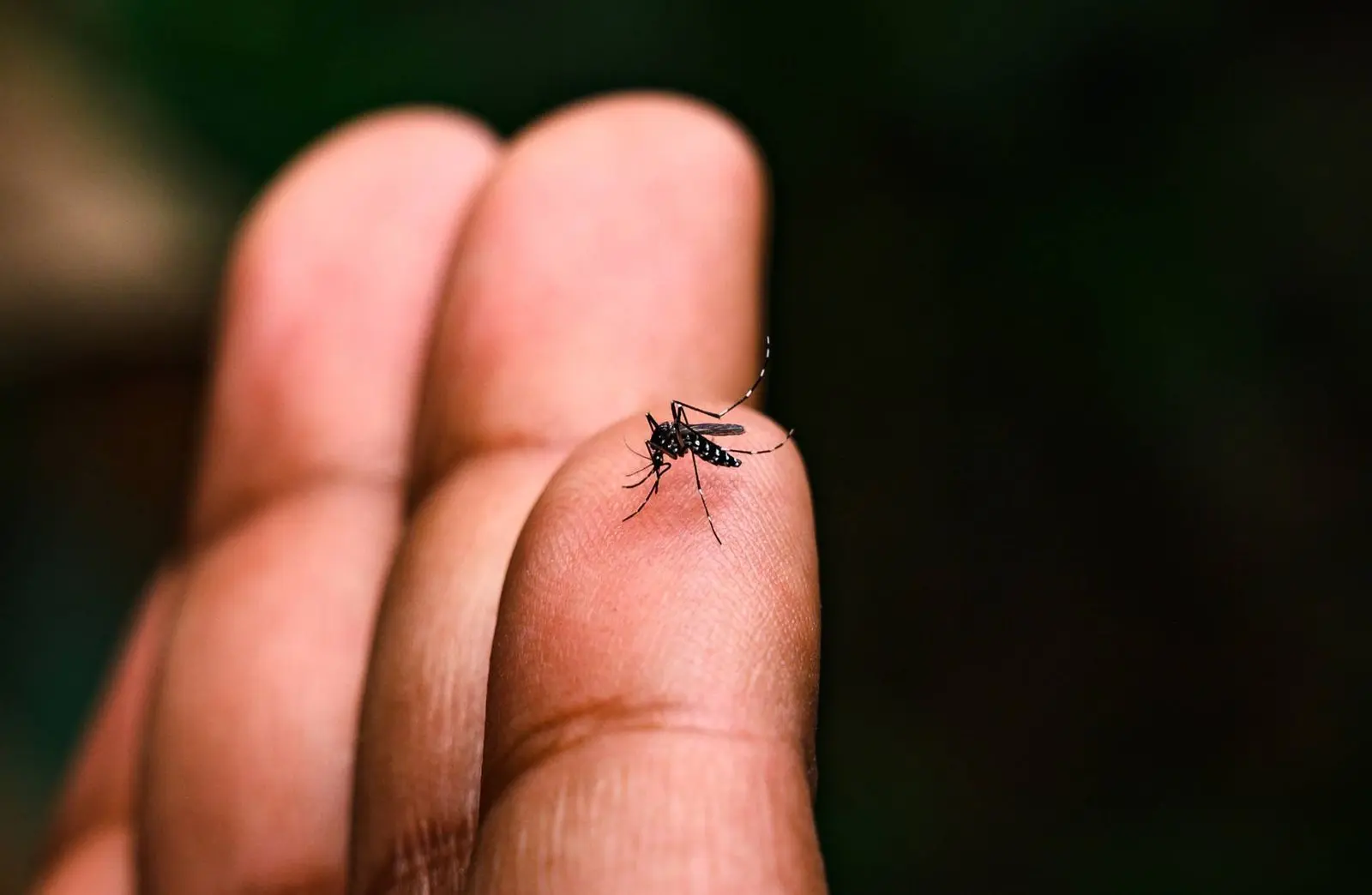 Minas Gerais já registra cinco mortes por dengue em 2025