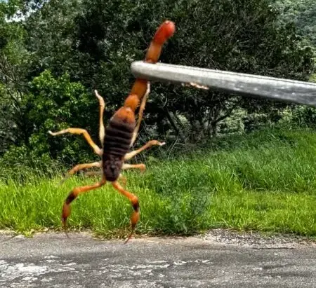Agentes da Vigilância Ambiental capturam grande quantidade de escorpiões em Poços