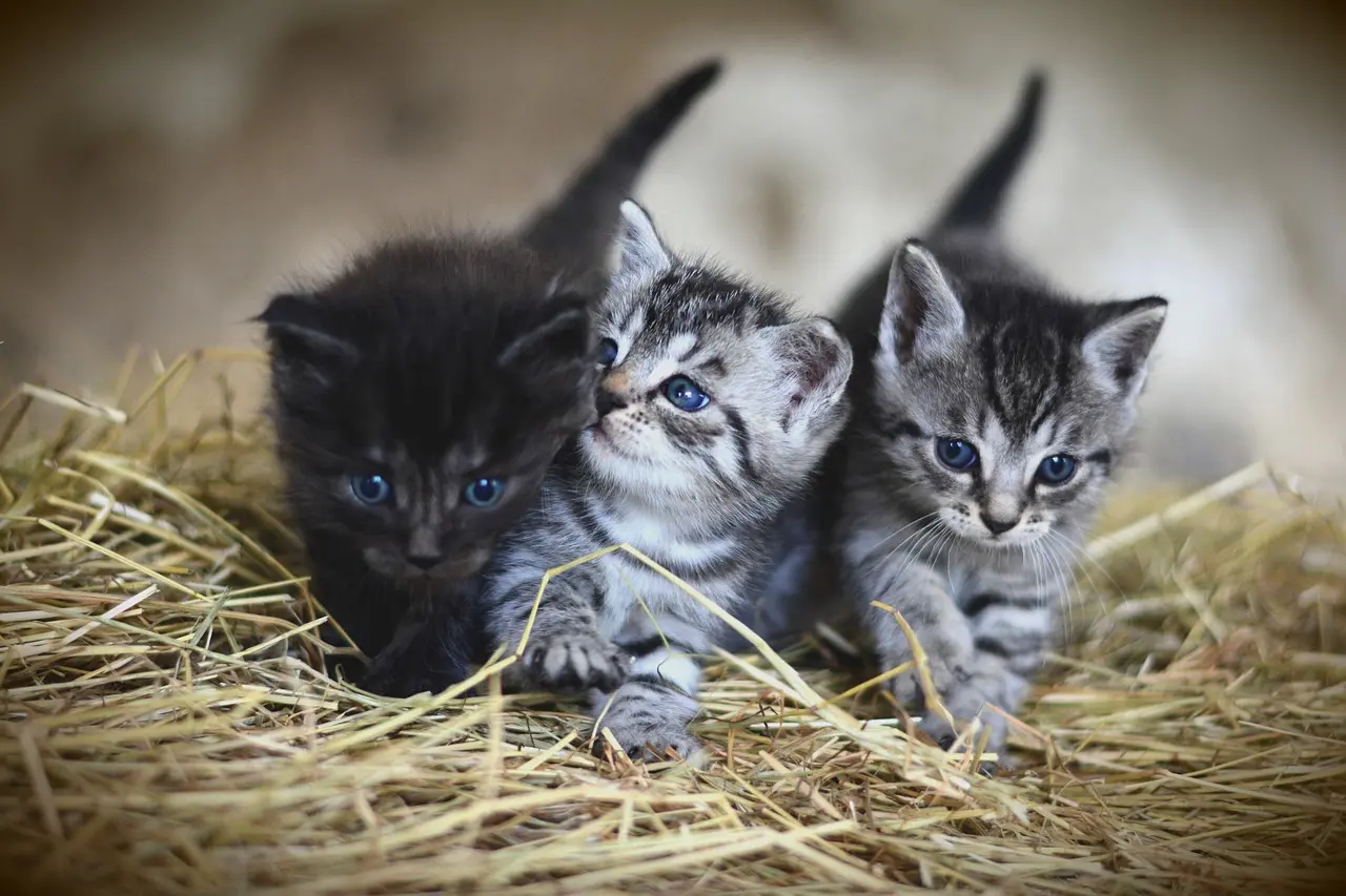 Programa de castração de cães e gatos está suspenso temporariamente em Poços