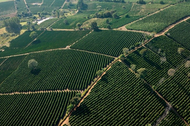 Cafeicultores lançam marca território