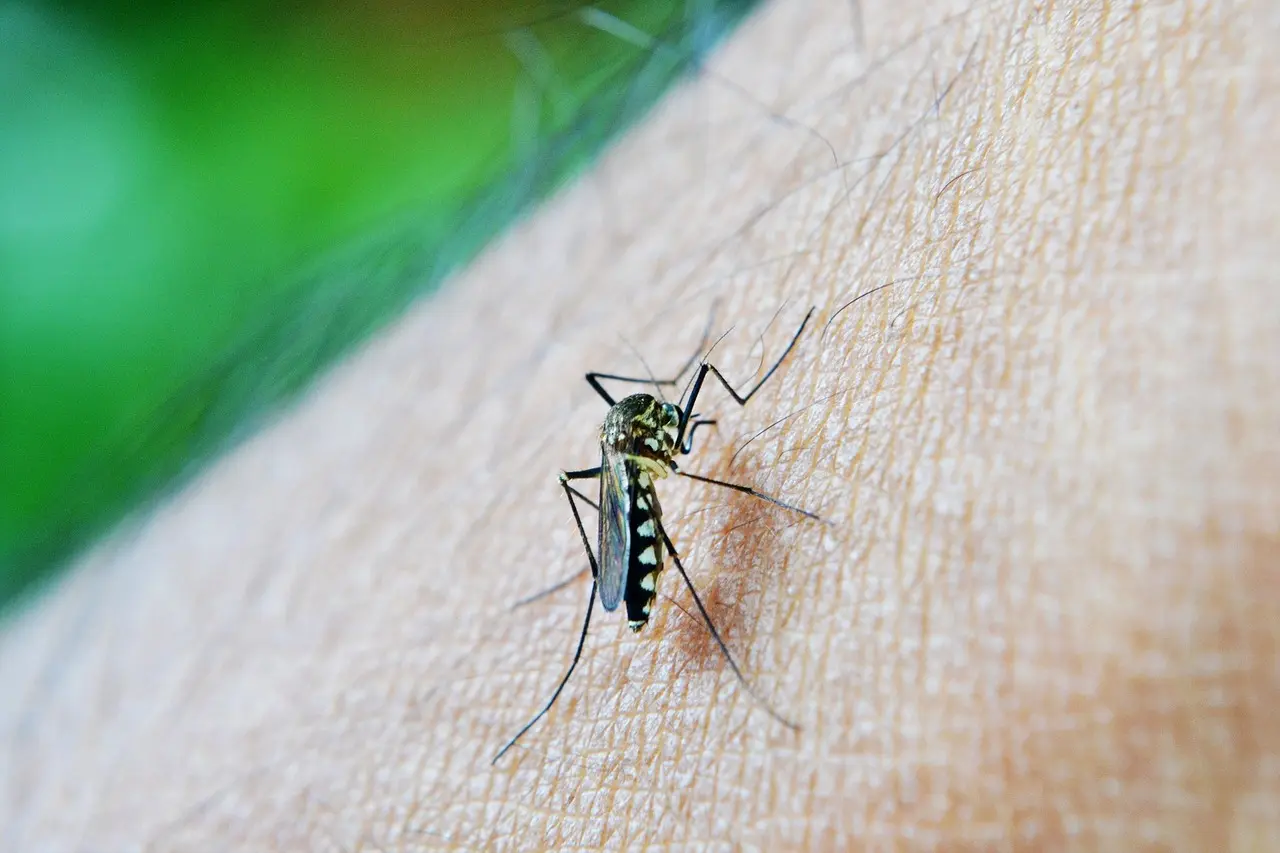 Minas Gerais confirma terceira morte por dengue em 2025