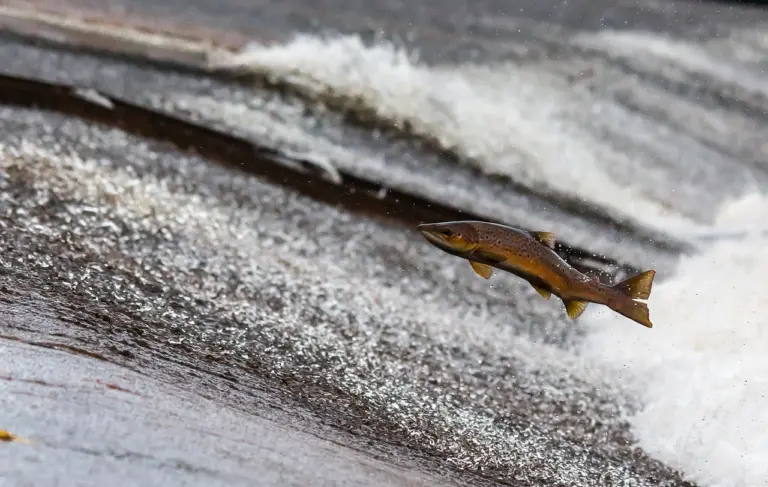 Vereador quer informações sobre pesca predatória durante a piracema em Poços