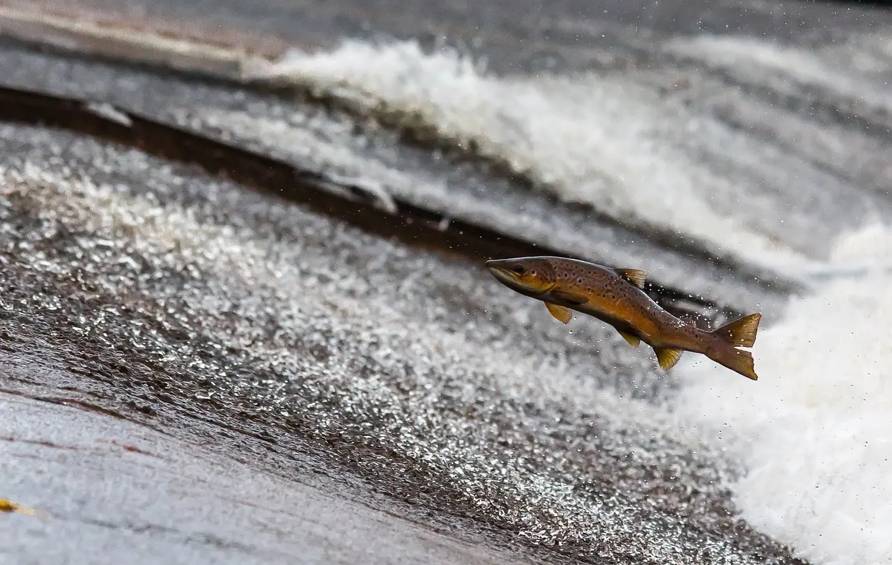 Vereador quer informações sobre pesca predatória durante a piracema em Poços