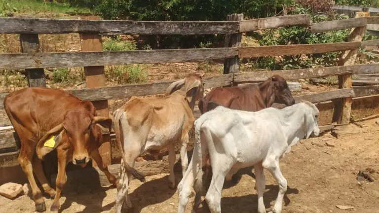 Operação Campo Seguro: Polícia Civil intensifica combate a crimes rurais no sul de Minas