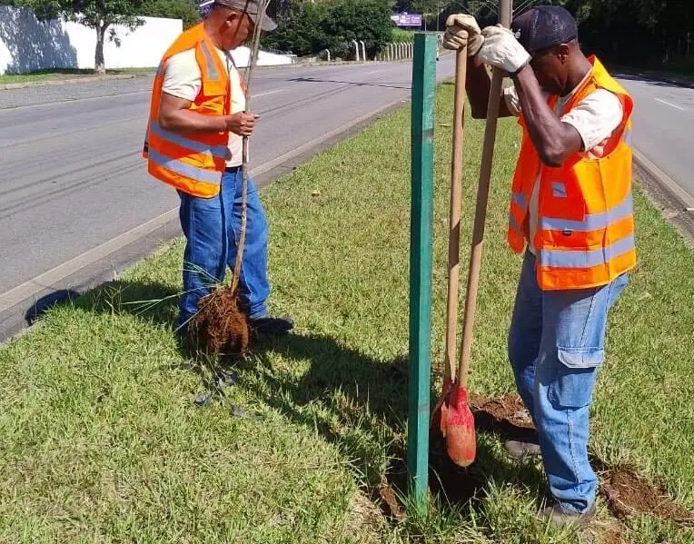 Avenida Wenceslau Braz recebe replantio de árvores