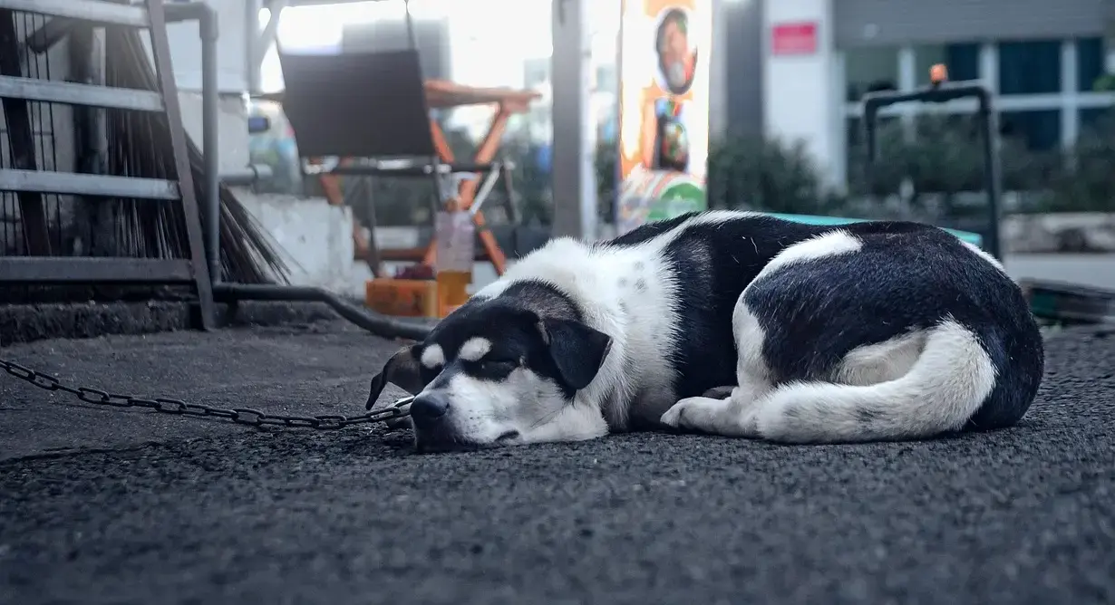 Aprovado PL que proíbe acorrentamento contínuo de animais domésticos