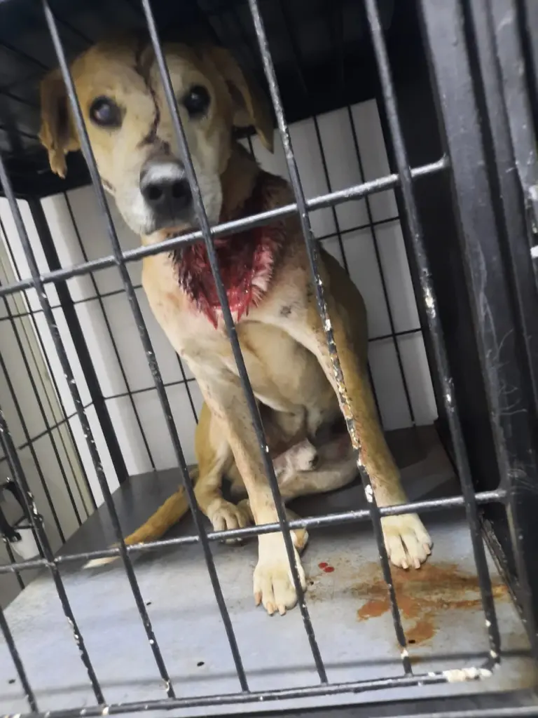 Cachorro é resgatado com ferimentos graves; pode ter sido esfaqueado