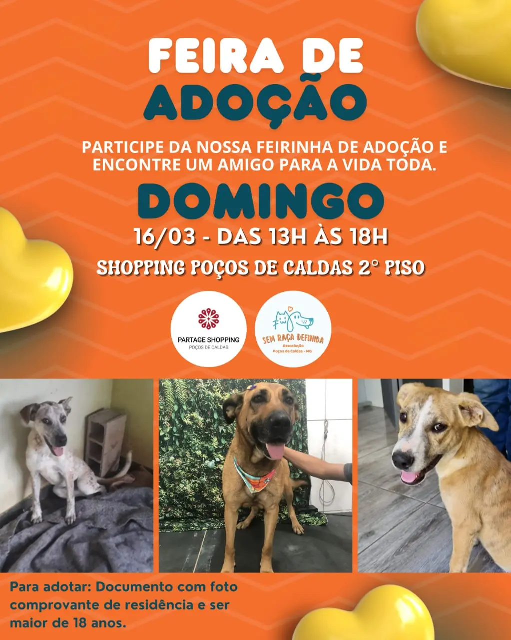 Domingo tem feira de doação de cães no shopping
