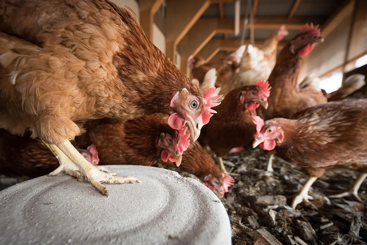 Governo suspende eventos com aves para prevenir avanço da gripe aviária no país
