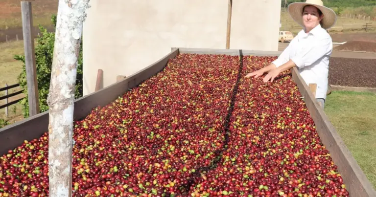 Campestre sedia Encontro das Mulheres do Café da Região Vulcânica