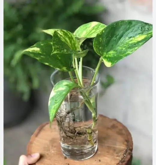 Vigilância Ambiental alerta para cultivo de plantas aquáticas