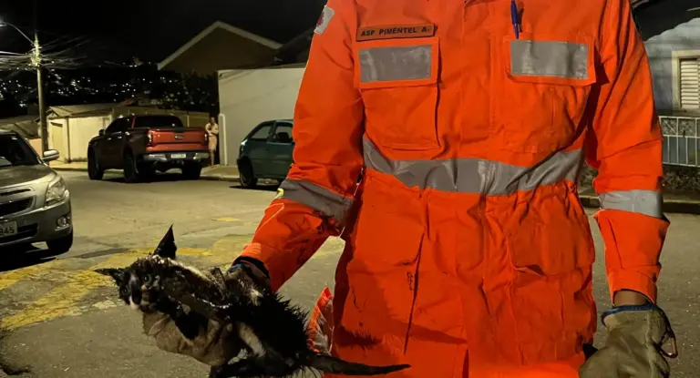 Bombeiros resgatam filhote de gato preso em tubulação