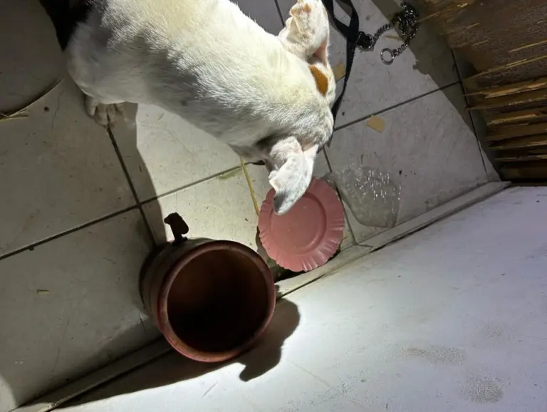 Durante ocorrência de receptação, polícia encontra cachorro em situação de maus tratos