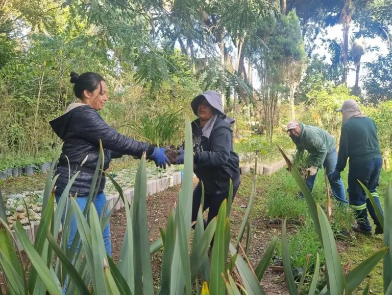 Horto municipal fortalece arborização urbana com produção de quase 9 mil mudas em três meses