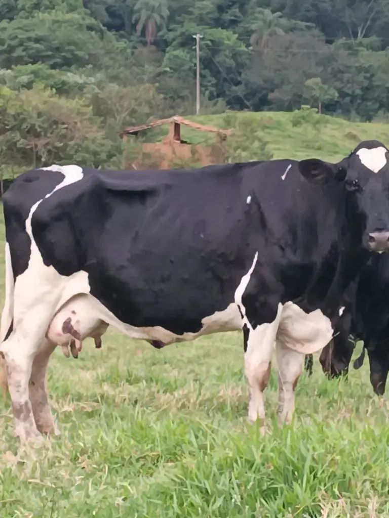 Polícia recupera cabeças de gado avaliadas em R$ 15 mil