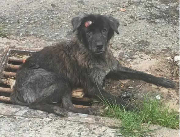 Dia dos Animais de Rua: Brasil tem mais de 70 milhões de cães e gatos vagantes