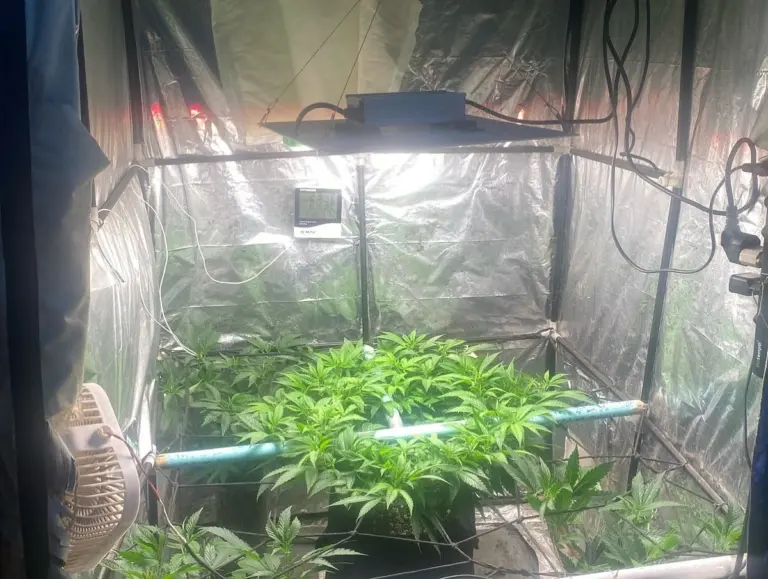 Homem foge após ser flagrado cultivando maconha