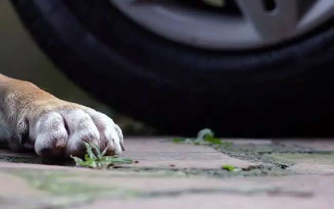 Lei que obriga socorro a animais atropelados ainda não tem regulamentação em Poços 