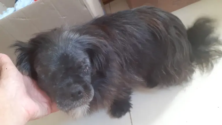 Cão cego sobrevive ao abandono e à dor; agora espera um lar amoroso