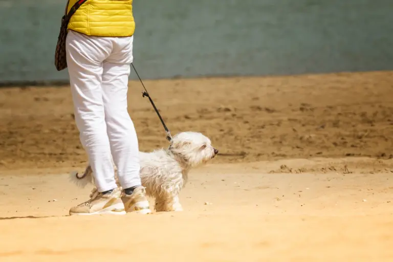 Protetores de Poços comemoram lei que proíbe acorrentamento de animais, mas pedem fiscalização