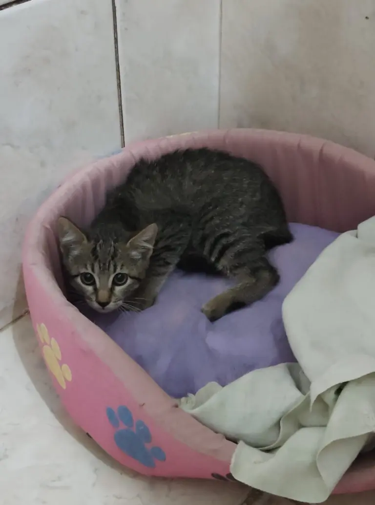 Doa-se filhotinha de gato