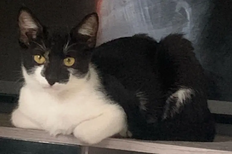 Gatinho frajola para adoção