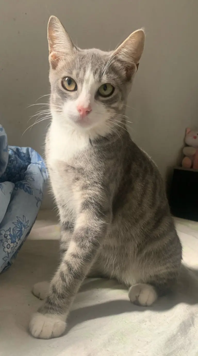 Doa-se gatinho de olhos maravilhosos