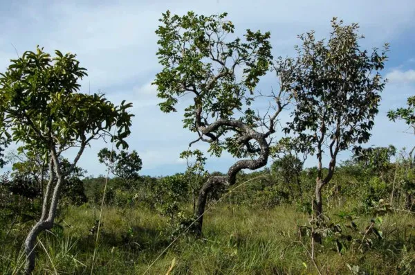 cerrado