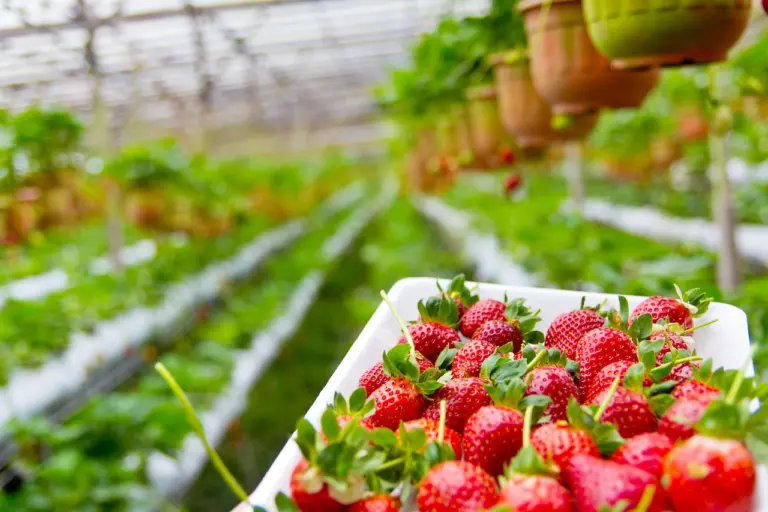 Feira de Orgânicos de Poços será marco para a agricultura sustentável