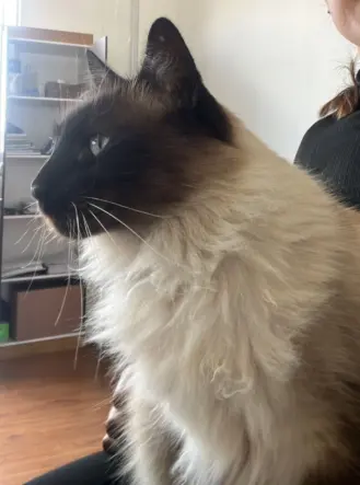 Adote o gato Leo