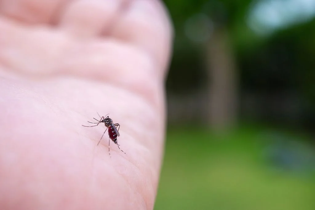 Mosquito da dengue adapta-se ao frio: a ameaça que pode levar a surto no Sul do Brasil