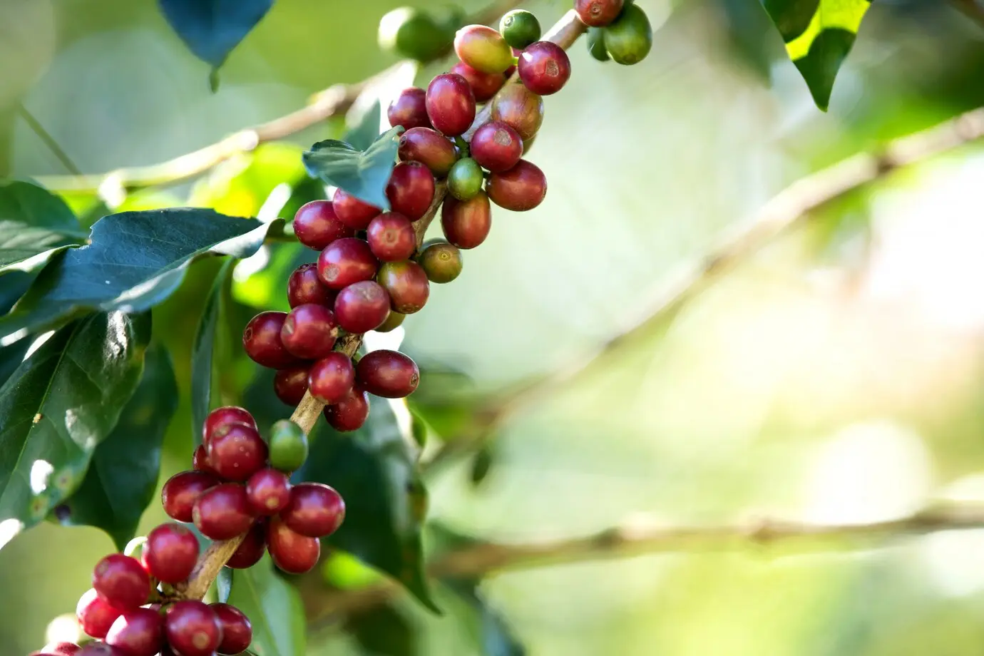 Safra de café deve crescer 2,7% e chegar a 56 milhões de sacas em 2025