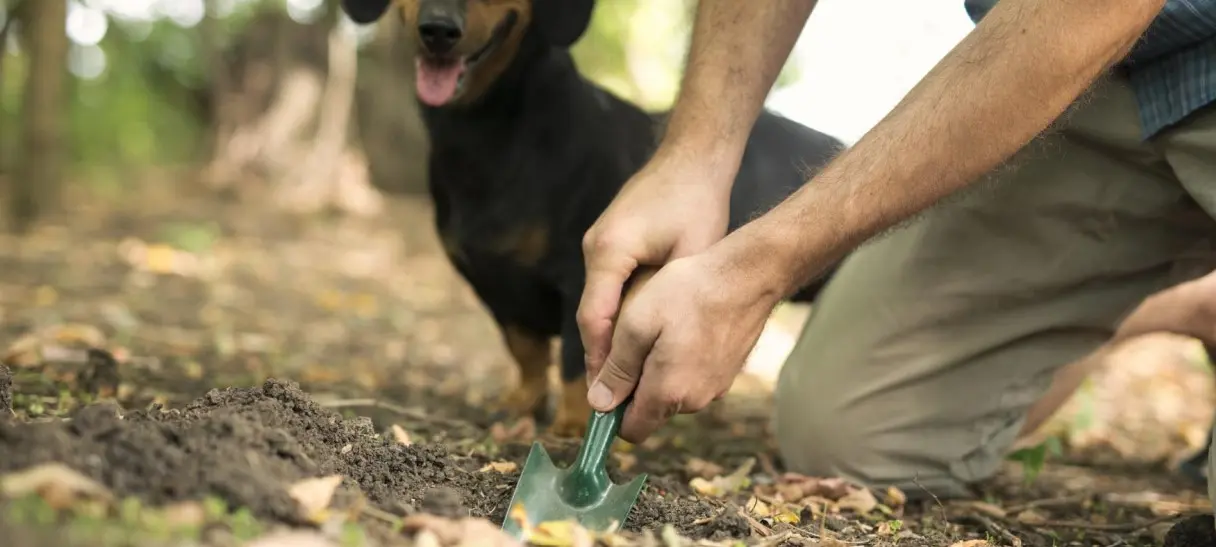 Nova lei exige campanhas sobre limpeza de fezes de animais nas ruas