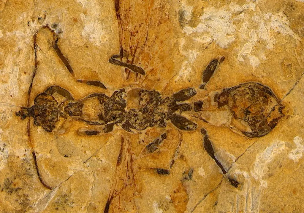 Formiga mais antiga do mundo é brasileira; Fóssil de 113 milhões de anos foi encontrado no Nordeste