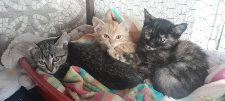Gatinhos filhotes para adoção