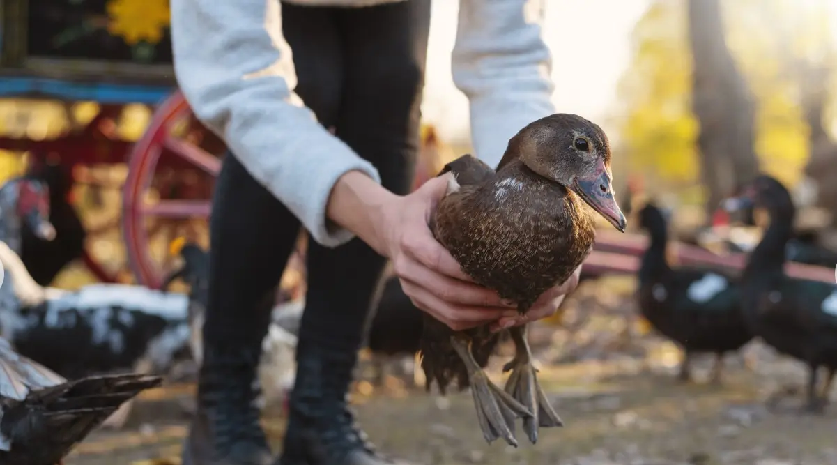 Gansos e patos em zoológico no RS morrem de gripe aviária
