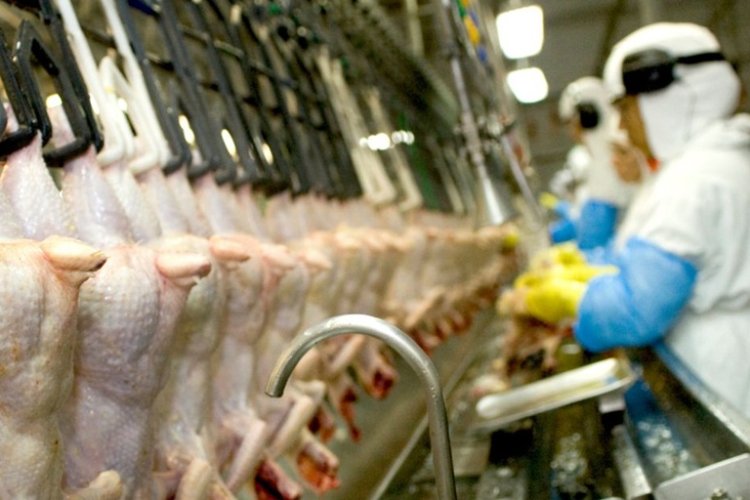 Coluna MG: duas suspeitas de gripe aviária no estado Coluna MG: duas suspeitas de gripe aviária no estado