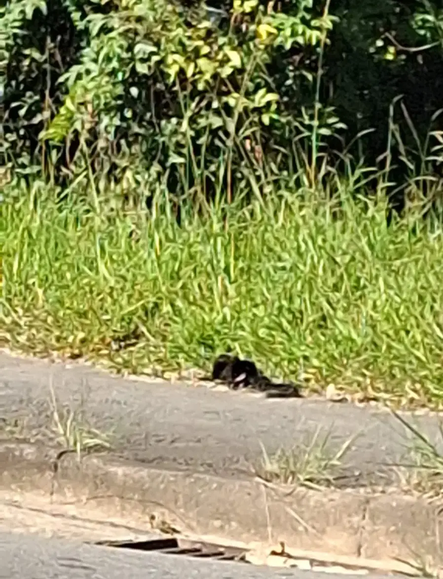 Macaquinho agoniza e morre após ser atropelado;. motorista foge