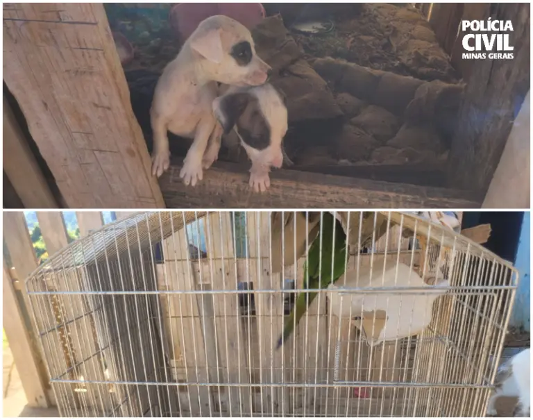 MACHADO | Polícia Civil prende homem por maus-tratos a animais
