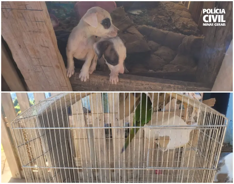 MACHADO | Polícia Civil prende homem por maus-tratos a animais