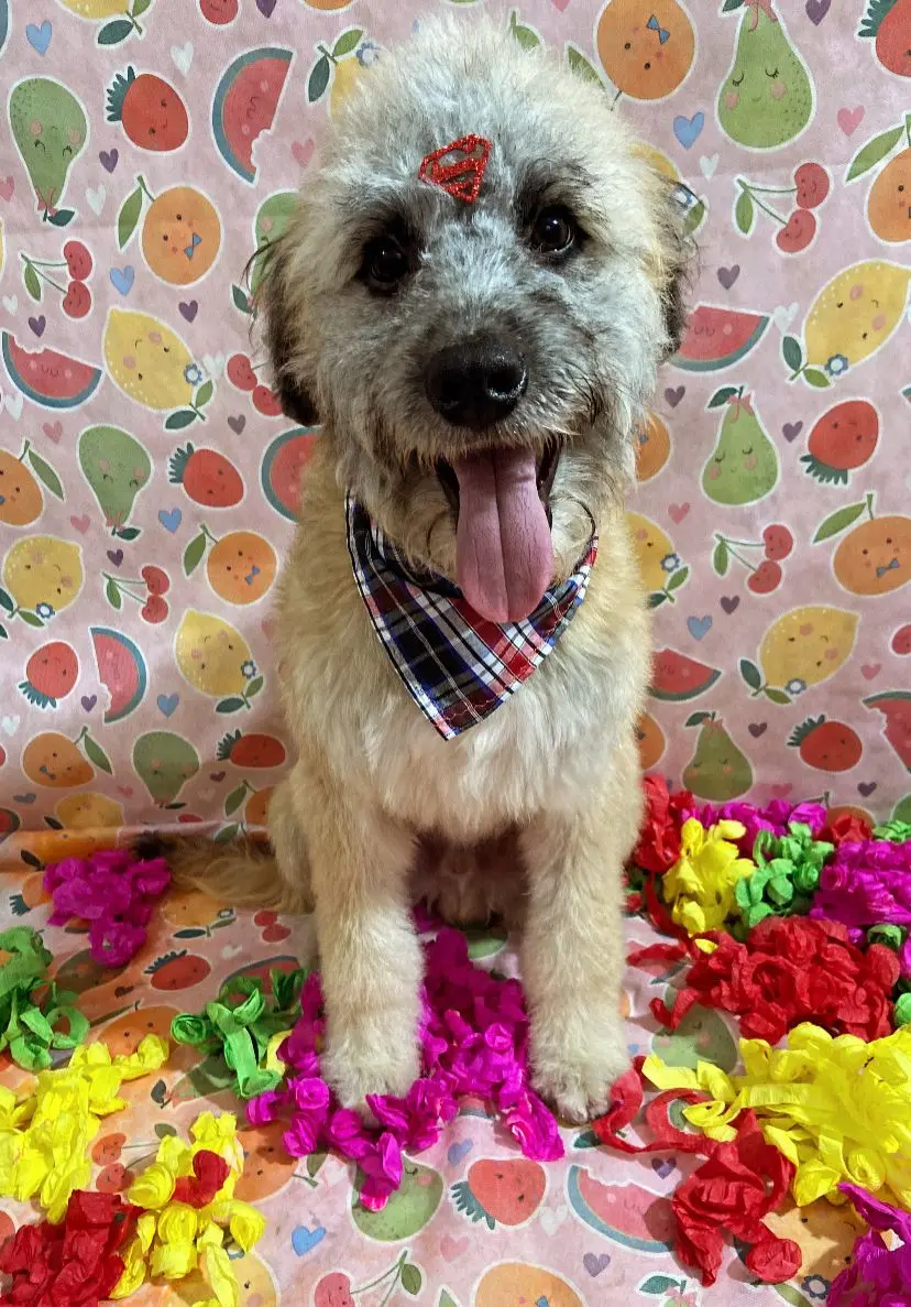 Alfredo para adoção