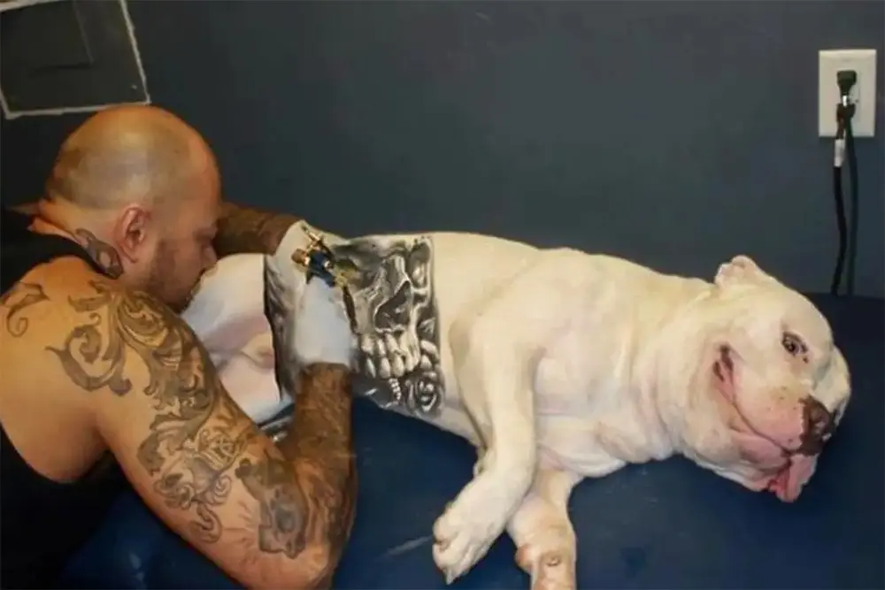 Governo federal sanciona lei que proíbe tatuagens e piercings em cães e gatos