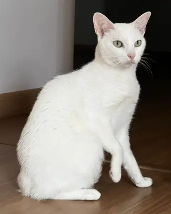 Gatinha desaparecida no Jardim Vitória