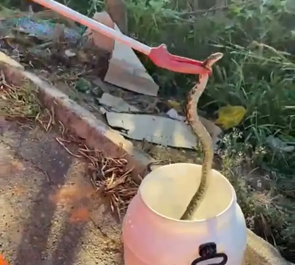 Bombeiros capturam serpente em Andradas