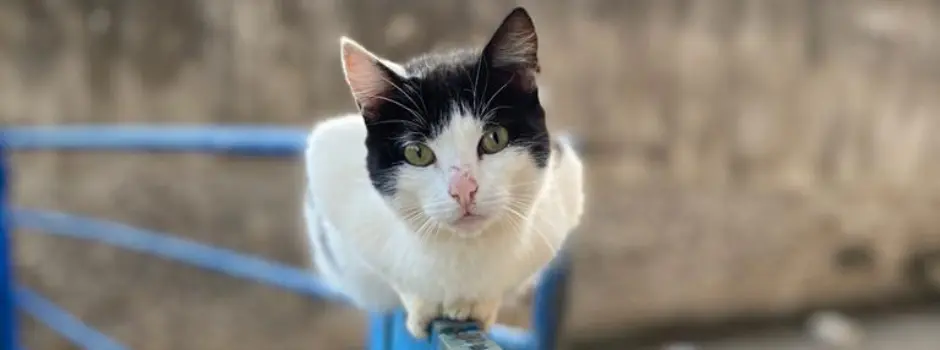 Minas abre edital para microchipagem de cães e gatos por consórcios intermunicipais