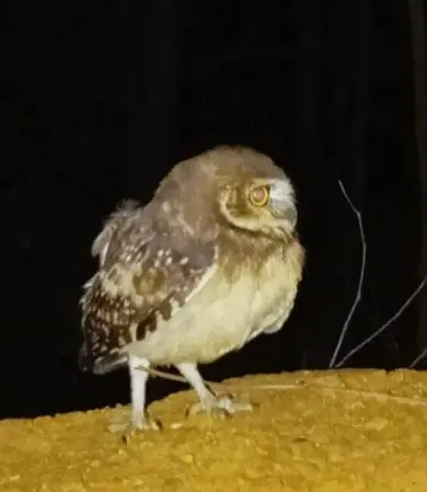 Coruja-buraqueira recebe ajuda após aparecer em quintal no Jardim Quisisana