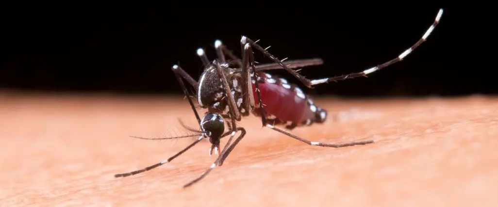 Vacina contra dengue do Butantan deve estar disponível no início de 2026