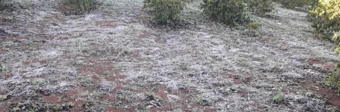 Geada nas plantações preocupa produtores rurais no sul de Minas